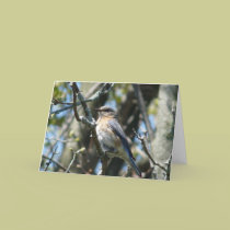 "Female Bluebird" cards