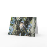 "Female Bluebird" Cards