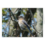 "Female Bluebird" Cards