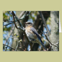 "Female Bluebird" cards
