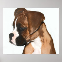 Female boxer pup poster