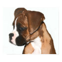 Female boxer pup posters by ritmoboxer Female boxer pup posters
