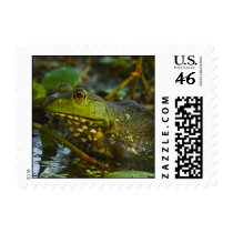 Female Bullfrog postage
