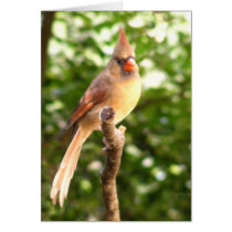 Female Cardinal