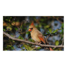 Female Cardinal 4 Business Card Templates