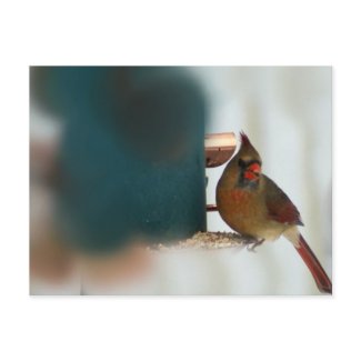 Female Cardinal at Birdfeeder postcard