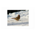 Female Cardinal Canvas posters by redogpeters Female Cardinal Canvas posters