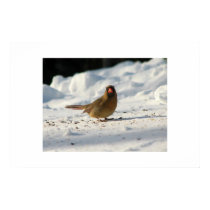 Female Cardinal Canvas posters by redogpeters Female Cardinal Canvas posters