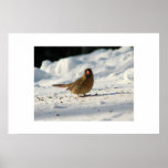 Female Cardinal Canvas Posters