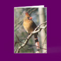 Female Cardinal Card