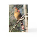 Female Cardinal Card by naturegirl7 Female Cardinal Card