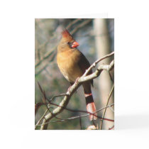 Female Cardinal Card