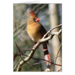 Female Cardinal Card
