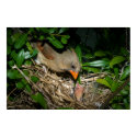 Female Cardinal Feeding Babies posters