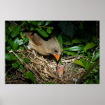 Female Cardinal Feeding Babies Poster