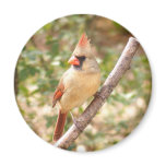 Female Cardinal on Branch magnets
