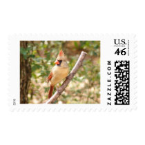 Female Cardinal on Branch stamps