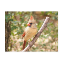 Female Cardinal on Branch postcards
