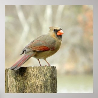 Female Cardinal on Fence Poster