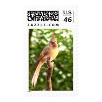 Female Cardinal stamps