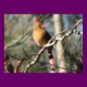 Female Cardinal posters