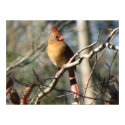 Female Cardinal posters by naturegirl7 Female Cardinal posters