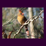 Female Cardinal posters