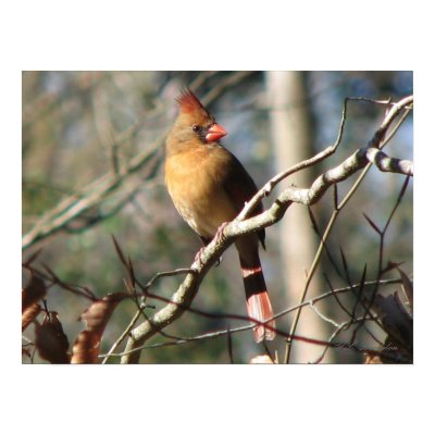 Female Cardinal print