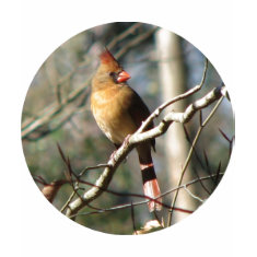 Female Cardinal shirt