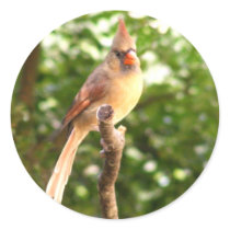 Female Cardinal stickers