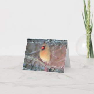 Female Cardinal ( Template)Card