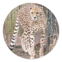 Female Cheetah Sticker by Rachel423 Female Cheetah Sticker