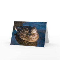 Female duck cards
