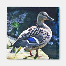 Female Duck Keeping an Eye on You Refrigerator Magnets