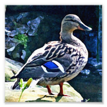 Female Duck Keeping an Eye on You Photo Art