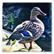 Female Duck Keeping an Eye on You Photo Art
