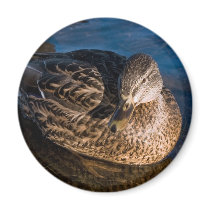 Female duck magnets