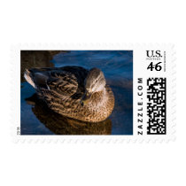 Female duck stamps