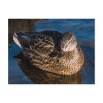 Female duck postcards