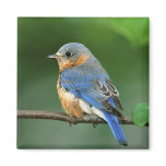 Female Eastern Bluebird, Sialia sialis Refrigerator Magnets