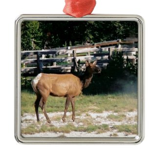 Female Elk in Yellowstone Square Metal Christmas Ornament