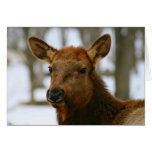 Female Elk Note Card