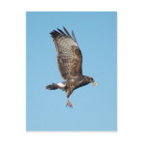 Female Everglades Kite postcards