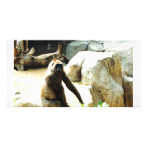 Female Gorilla photo cards