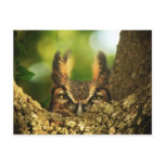 Female Great Horned Owl Post Cards