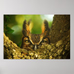 Female Great Horned Owl Posters