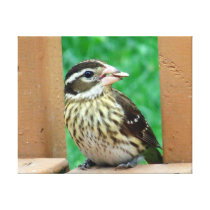 Female Grosbeak Canvas Prints