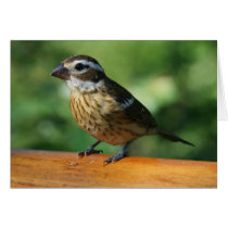 Female Grosbeak card