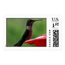 Female Hummer postage by Ladonna34 Female Hummer postage