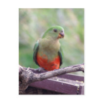 Female king parrot postcards by brianlart Female king parrot postcards